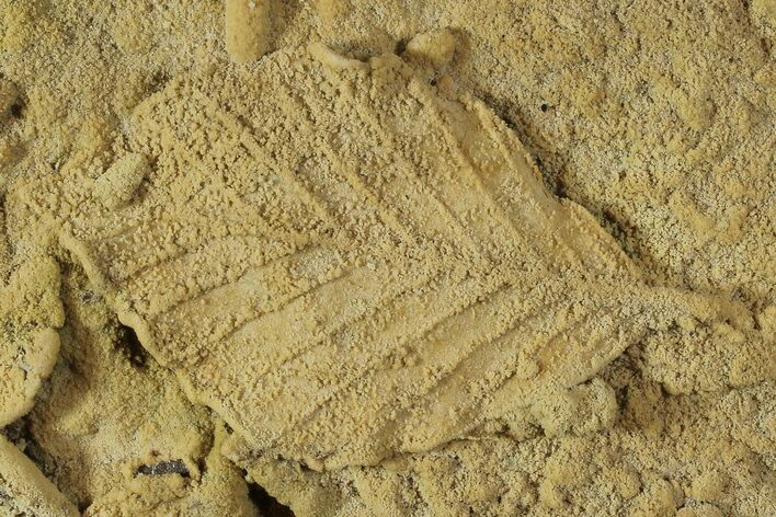 Fossil Leaf Preserved In Travertine - Austria #77911